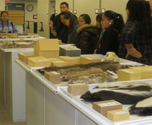 Dine College visit Mammal Collection